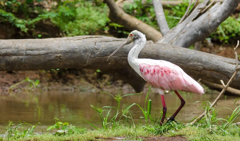 Aves acuáticas